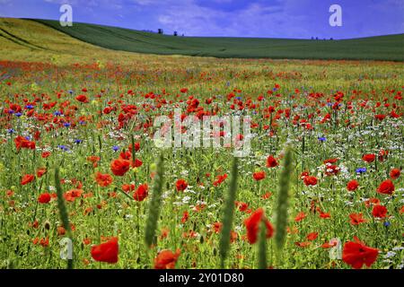 Bande fleurie avec des fleurs de pavot (Papaver rhoeas) et des bleuets (Centaurea cyanus) au bord d'un champ, Altensien, Sellin, Ruegen Island, Meckl Banque D'Images