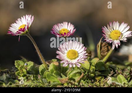 Plan macro d'un groupe de marguerites rouges et blanches dans l'herbe sur un fond flou Banque D'Images