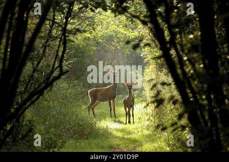 Cerf de Virginie (Odocoileus virginianus), cerf de Virginie, arrière avec faon sur un sentier forestier à l'aube, Amérique du Nord, Wisconsin, queue blanche Banque D'Images