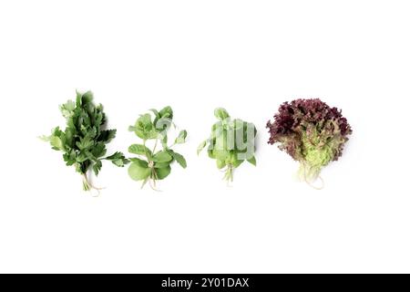 Pose plate isolée de jardinage et de saine alimentation concept avec différentes herbes et feuilles de salade sur fond blanc Banque D'Images