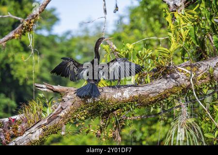 Anhinga (Anhinga anhinga) asséchant ses ailes, Parc National de Tortuguero, Costa Rica, Amérique centrale Banque D'Images