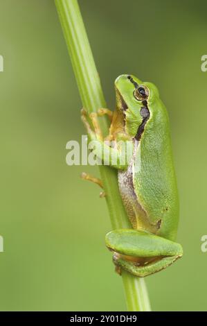 Une grenouille européenne grimpe sur une tige de plante Banque D'Images