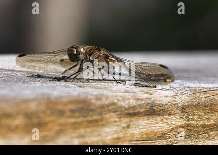 Libellule aux ailes étalées sur une rambarde en bois d'une terrasse en Suède. Gros plan de l'animal de la nat Banque D'Images