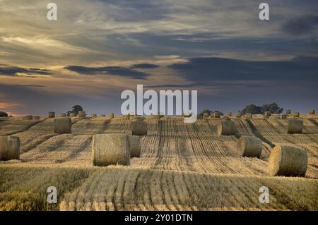 Grand champ extérieur rempli de balles de foin empilées en rangées nettes, le soleil commence à peine à se coucher, et une lumière chaude teintée d'orange commence à wa Banque D'Images