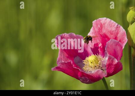 Pavot à opium (Papaver somniferum), culture en Allemagne Banque D'Images