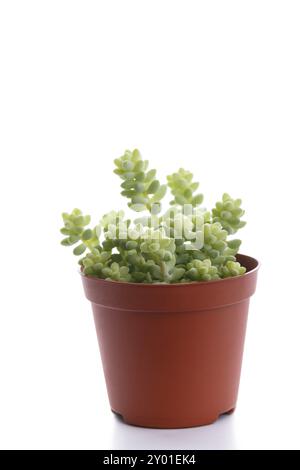 Petites succulentes dans un pot blanc isolé sur une tendance moderne de décoration maison Banque D'Images