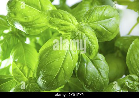 Macro de feuilles de basilic frais vert dans un pot de fleurs Banque D'Images