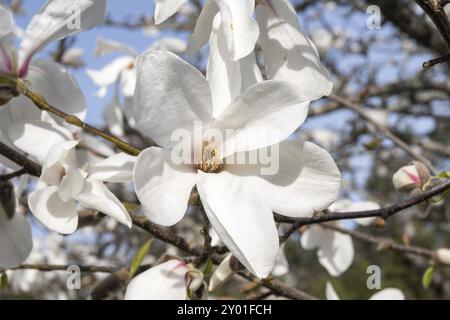 Fleur de magnolia blanc sur arbre de magnolia, branche sur fond de ciel bleu, Espagne, Europe Banque D'Images