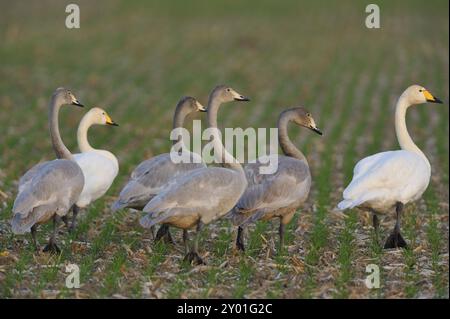 Famille Whooper Swan sur un champ en haute-Lusace Banque D'Images