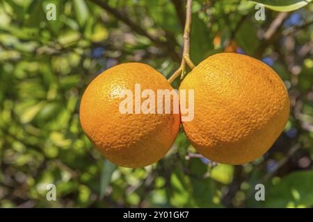 Deux oranges mûres suspendu à l'oranger au Portugal Banque D'Images