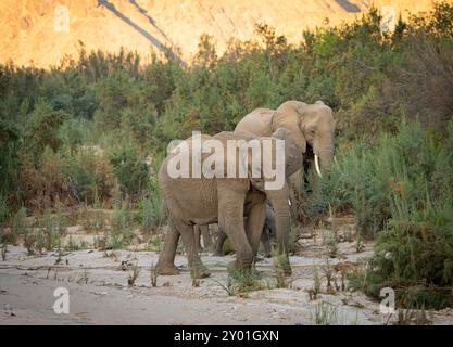 Éléphant(s) adapté(s) au désert (Loxodonta africana) dans le désert namibien de Namibie, Afrique Banque D'Images