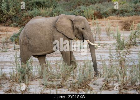 Éléphant(s) adapté(s) au désert (Loxodonta africana) dans le désert namibien de Namibie, Afrique Banque D'Images