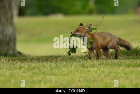 Fox Cub a trouvé un jouet Banque D'Images