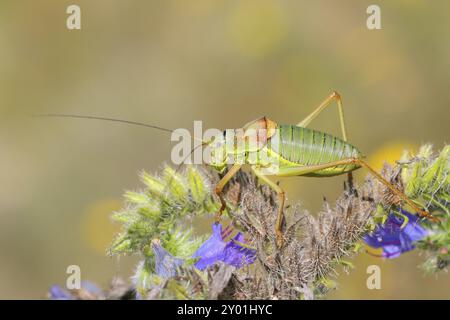 Sauterelle à selle de steppe, cricket de brousse à dos de selle (Ephippiger ephippiger), mâle, sauterelle à longues pattes, sur le bugloss de Viper (Echium vulgare), rouge Banque D'Images