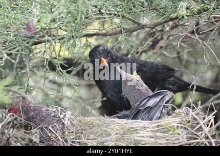 Un oiseau noir nourrissant de petits oiseaux dans leur nid Banque D'Images