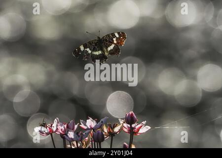 Un papillon de carte (Araschnia levana) survole des fleurs en fleurs devant un fond flou avec des reflets lumineux et bokeh, Hesse, Allemagne, Euro Banque D'Images