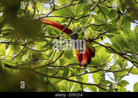 Macaron écarlate (Ara macao), recherche d'oiseaux colorés dans une amande du bengale (Terminalia catappa), forêt tropicale humide, parc national du Corcovado, Osa, Puntare Banque D'Images