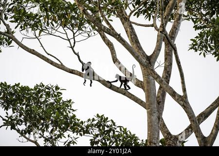 Le singe araignée de Geoffroy (Ateles geoffroyi), deux singes dans un arbre, Sirena, parc national du Corcovado, Osa, province de Puntarena, Costa Rica, Central Amer Banque D'Images