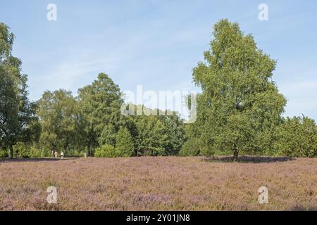 Floraison de bruyère, marcheur, arbres, bouleau, près de Wilsede, Bispingen, Lueneburg Heath, basse-Saxe, Allemagne, Europe Banque D'Images