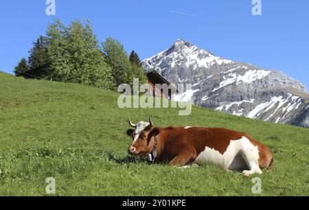 Vache Suisse cornu reposant sur une prairie de montagne Banque D'Images