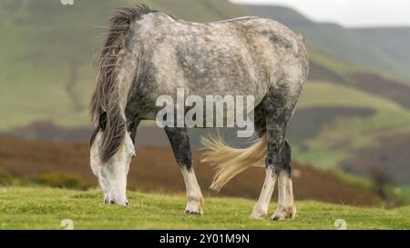 Un cheval sauvage près de Hay Bluff et Twmpa dans la Montagne Noire, Pays de Galles, Royaume-Uni Banque D'Images