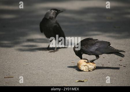 Jackdaw avec petit pain capturé Banque D'Images