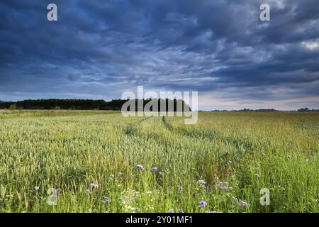 Champ de blé d'été dans la lumière du matin et le ciel bleu Banque D'Images