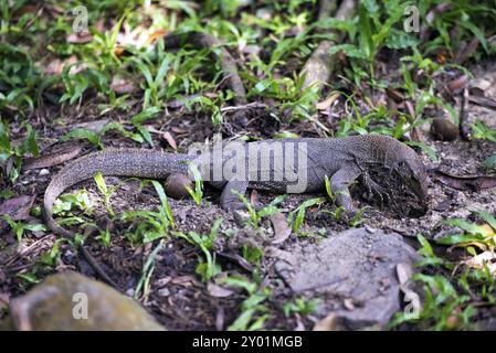 Photo de la faune du moniteur asiatique de l'eau (Varanus salvator) à la recherche de nourriture Banque D'Images