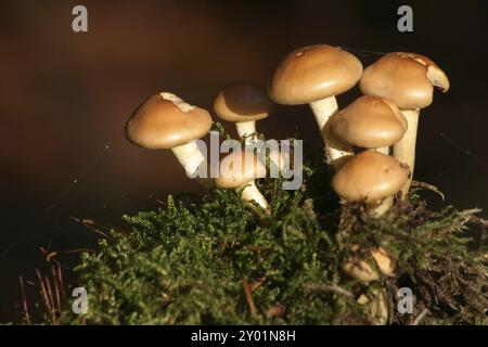 Petits champignons sur un coussin de mousse au soleil Banque D'Images