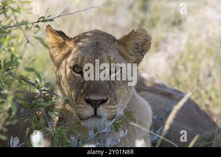 Portrait d'une lionne dans le parc national d'Etosha Banque D'Images