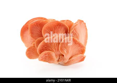 Beau champignon d'huître rose sur fond blanc Banque D'Images