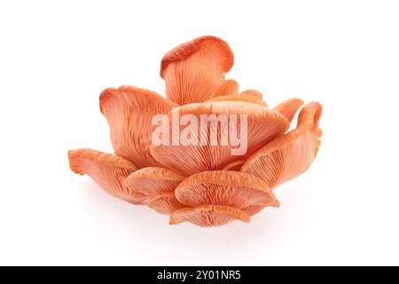 Beau champignon d'huître rose sur fond blanc Banque D'Images