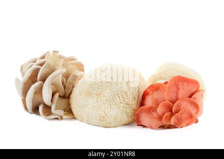 Champignons assortis, y compris huître, crinière lion et huître rose Banque D'Images