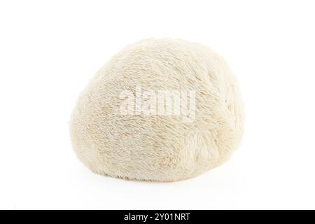 Champignon Mane du lion sur fond blanc Banque D'Images