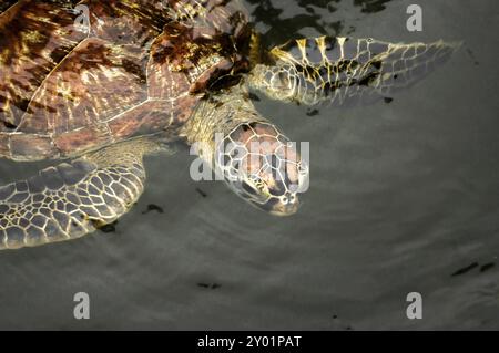 Une tortue de mer verte dans l'eau dans un sanctuaire à Zanzibar où ils sont protégés Banque D'Images