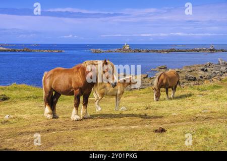 Cheval Haflinger en Bretagne, cheval Haflinger sur des prairies verdoyantes en Bretagne Banque D'Images