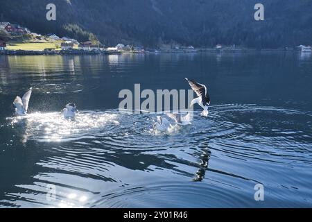 Les mouettes déferle dans le fjord de Norvège. Des gouttes d'eau éclaboutent dans le mouvement dynamique de l'oiseau de mer. Photo d'animal de Scandinavie Banque D'Images