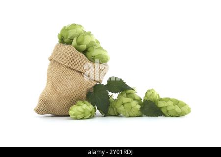 Des cônes de houblon avec des feuilles qui débordent d'un sac hessien, de la bière brassicole et des ingrédients pharmaceutiques isolés sur fond blanc Banque D'Images