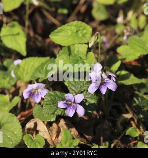 Fleur de foie pourpre poussant dans une forêt de la zone de conservation de l'Annapurna, Népal, Asie Banque D'Images