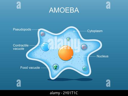 Anatomie amibe. Structure d'un organisme unicellulaire. Affiche vectorielle détaillée. Illustration plate isométrique. Schéma de principe Illustration de Vecteur