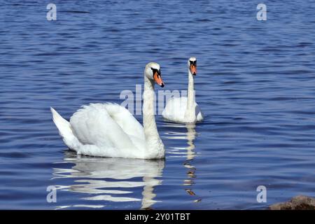 Deux white Cygne muet natation sur le lac Banque D'Images