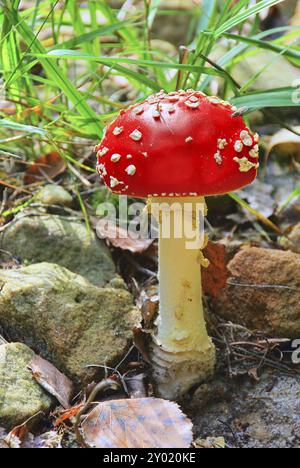 Fly agaric, Fly agaric 07 Banque D'Images