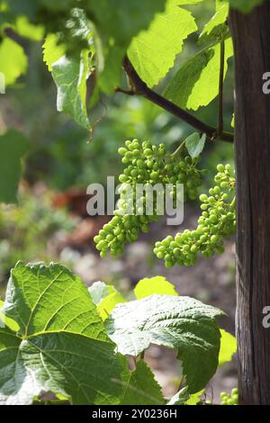 Jeunes raisins sur un vignoble Banque D'Images