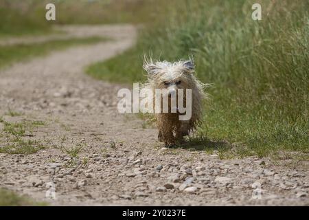 Un chien sale et humide court avec une fourrure volante le long d'une voie de campagne avec des prairies luxuriantes en arrière-plan Banque D'Images