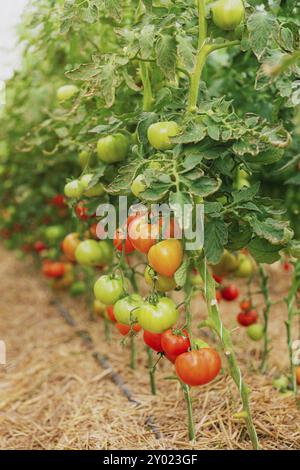 Vue rapprochée sur la plantation de belles tomates mûres vertes et rouges délicieuses cultivées en serre de polycarbonate sur fond flou. Suspension de tomates Banque D'Images