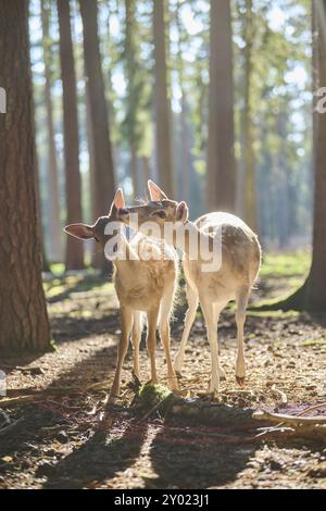 Le cerf en jachère européen (Dama dama) Doe mère avec ses jeunes dans une forêt, Bavière, Allemagne, Europe Banque D'Images