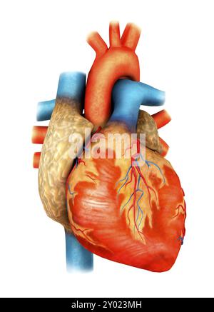 Vue de face du coeur humain Banque D'Images