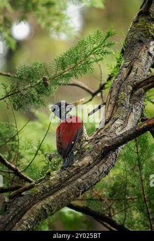 Dos de flamme cramoisi ou dos de flamme du Grand Sri Lanka - Chrysocolaptes stricklandi oiseau de la famille des pics Picidae endémique du Sri Lanka. Grand Banque D'Images