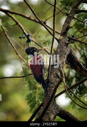 Dos de flamme cramoisi ou dos de flamme du Grand Sri Lanka - Chrysocolaptes stricklandi oiseau de la famille des pics Picidae endémique du Sri Lanka. Grand Banque D'Images