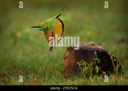 Mangeur d'abeilles vertes asiatiques Merops orientalis aussi peu mangeur d'abeilles vertes, oiseau au Sri Lanka largement distribué à travers l'Asie du sud de l'Iran côtier est Banque D'Images